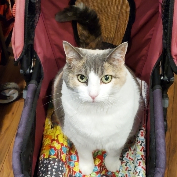 @kim_polson Please💗  this listing 2 be notified of future shows. Love my PFFS. - Picture 9 of 12